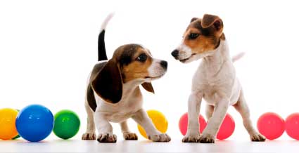 Contact Ian the Dog Trainer on 0408 374 444 - In Home Puppy Training all Melbourne suburbs.